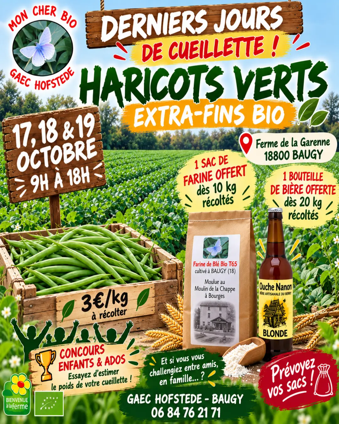 Cueillette de haricots verts extra-fins bio